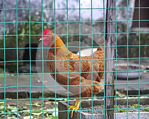 Poultry chickens inside barbed wire.