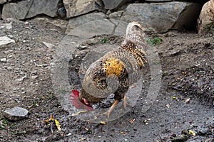 Poultry, chickens in villiage