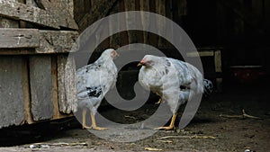poultry concept, two white hens in a farm shed photo