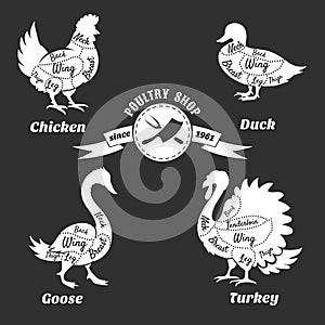 Poultry cuts poster. Chicken and duck, goose