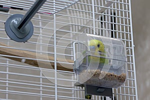 Poultry eating in a cage with a plastic feeder. A beautiful parrot with a golden head in a cage. Wavy green