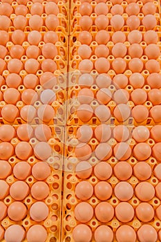 Poultry - Eggs