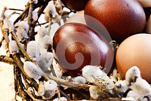 Poultry eggs in a bird's-nest