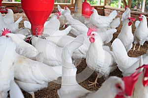 Poultry farm