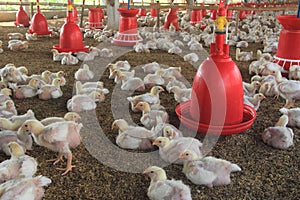 Poultry Farm-2.