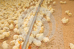 Poultry farm