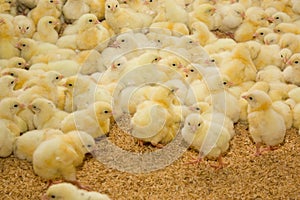 Poultry farm