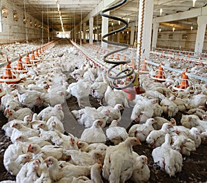 Poultry farm.