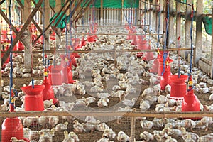 Poultry Farm.