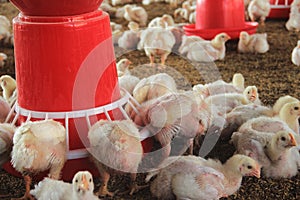 Poultry Farm