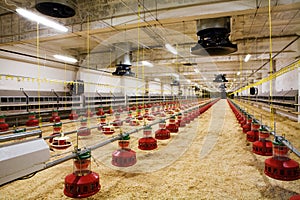 Poultry farm