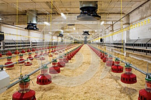 Poultry farm photo