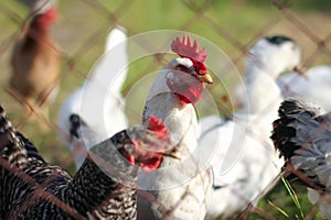 poultry farm, birds, chickens, rooster, chicken, duck