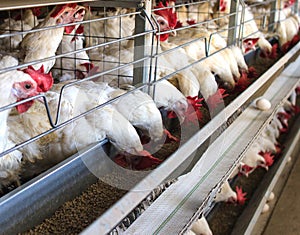 Poultry farm for breeding chickens, chicken eggs go through the transporter, chickens and eggs, industry