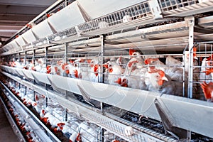 Poultry farm for breeding chickens, chicken eggs go through the transporter, chickens and eggs, industry, farming