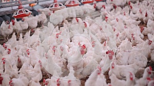 Poultry farm with broiler breeder chicken