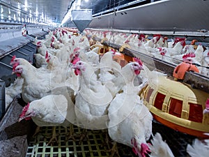 Poultry farm with broiler breeder chicken