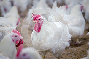 Poultry farm with broiler breeder chicken