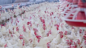 Poultry farm with broiler breeder chicken