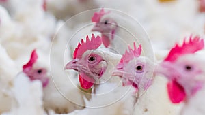 Poultry farm with broiler breeder chicken photo