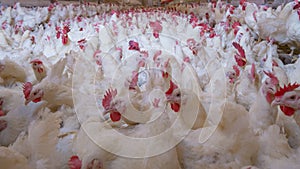 Poultry farm with broiler breeder chicken