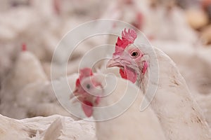 Poultry farm with broiler breeder chicken