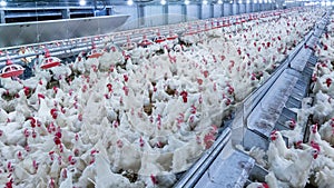 Poultry farm with broiler breeder chicken photo