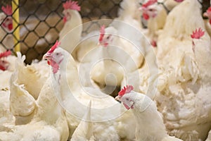 Poultry farm business for the purpose of farming meat