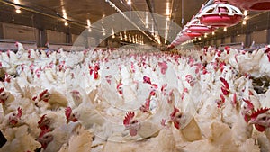 Poultry farm business for the purpose of farming meat