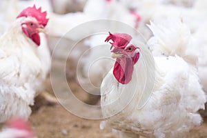 Poultry farm business for the purpose of farming meat