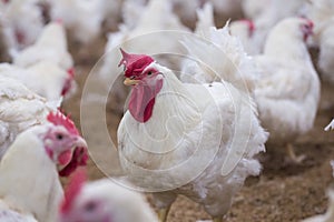 Poultry farm chicken business farm photo