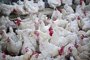 Poultry farm chicken business farm