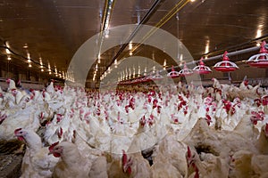 Poultry farm chicken business farm