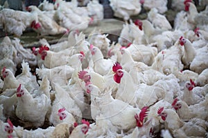 Poultry farm chicken business farm photo