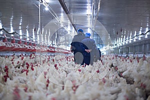 Poultry farm chicken business farm