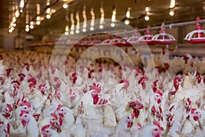 Poultry farm chicken business farm photo