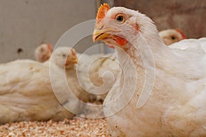 Poultry farm with chicken. Husbandry, housing business for the purpose of farming meat, White chicken Farming feed in indoor