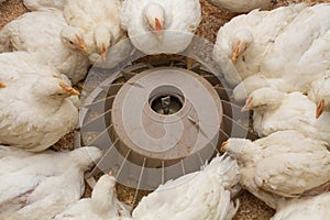Poultry farm with chicken. Husbandry, housing business for the purpose of farming meat, White chicken Farming feed in indoor photo