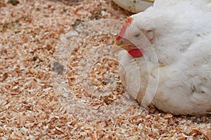 Poultry farm with chicken. Husbandry, housing business for the purpose of farming meat, White chicken Farming feed in indoor