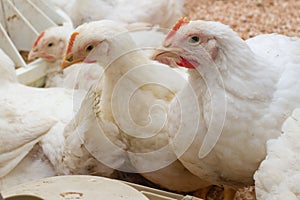 Poultry farm with chicken. Husbandry, housing business for the purpose of farming meat, White chicken Farming feed in indoor