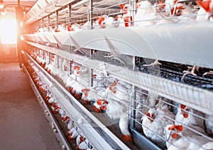 Poultry farm, chickens sit in open-air cages and eat mixed feed, on conveyor belts lie hen`s eggs, modern farming, the sun photo
