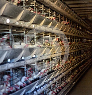 Poultry farm, chickens sit in open-air cages and eat mixed feed, on conveyor belts lie hen`s eggs, farming, production photo