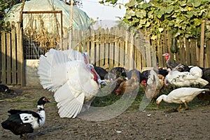 Poultry farm photo