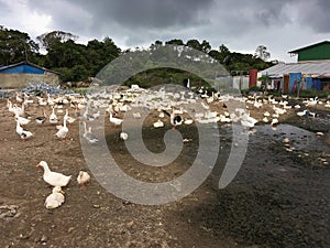 Poultry farm with ducks and geese