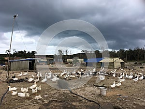 Poultry farm with ducks and geese