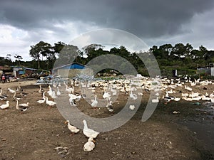 Poultry farm with ducks and geese