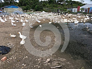 Poultry farm with ducks and geese