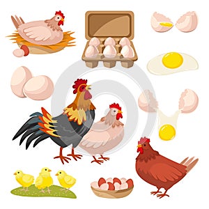 Poultry farm and fresh eggs. Hen, rooster, chicken design elements, isolated on white background. Vector illustration