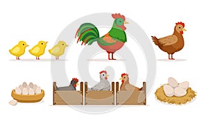 Poultry Farm With Hens In Crates, Rooster, Eggs And Chickens Vector Illustration Set Isolated On White Background