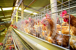 Poultry farm hens and eggs, aviary